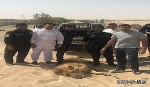 الداخلية الكويتية : السيطرة على أسد بعد هروبه من جاخور في كبد