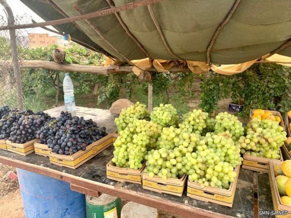بساتين العنب بنجران تمد الأسواق المحلية بالخيرات الغذائية