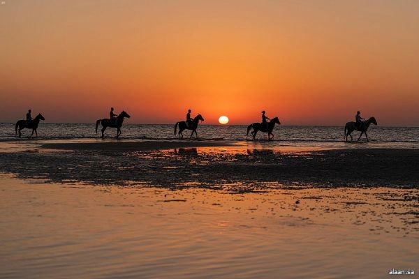عروض خيالة أملج على شواطئ المحافظة تخطف الأنظار