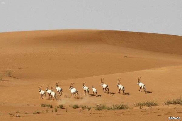 محمية عروق بني معارض .. موطن تكاثر المها العربي وظباء الريم وغزلان الجبل