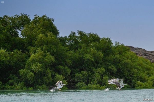 تزايد الإقبال على زيارة "محمية جزر فرسان" في "شتاء السعودية "
