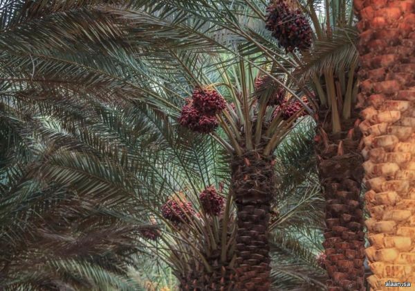 غرس 50 ألف شجرة ضمن فعاليات الموسم الثامن لمبادرة الجوف واحة خضراء
