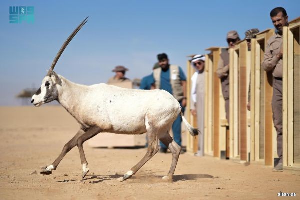 إطلاق 80 كائنًا فطريًا مهددًا بالانقراض في محمية الأمير محمد بن سلمان الملكية
