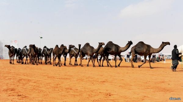 "عِزٌ لأهلها" .. صفقات ضخمة في فئة المجاهيم تتجاوز 40 مليون ريال خلال الأيام الأولى من مهرجان الملك عبدالعزيز للإبل