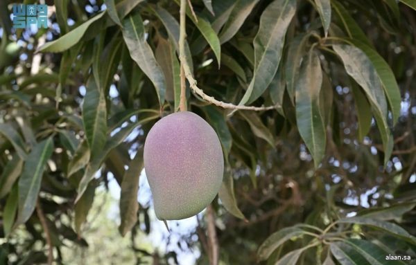 الفواكه الاستوائية بجازان.. زراعة مستدامة ومستقبل واعد