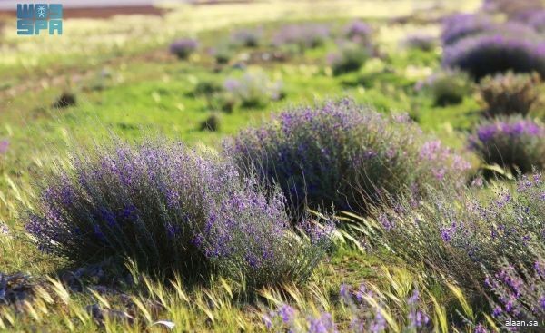 "العيهلان" مؤشر على سلامة الغطاء النباتي المزدهر في محمية الإمام تركي بن عبدالله الملكية