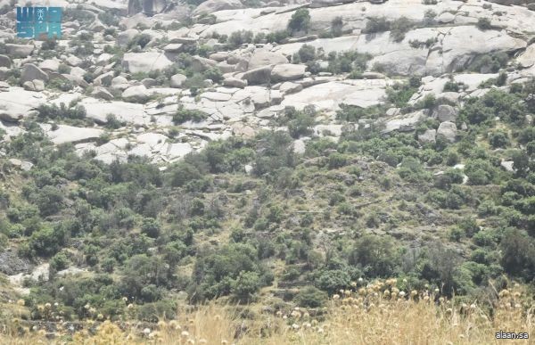 "الغطاء النباتي" ينهي دراسة للوقاية من حرائق الغابات في المناطق الجنوبية والجنوبية الغربية "الغطاء النباتي" ينهي دراسة للوقاية من حرائق الغابات في المناطق الجنوبية والجنوبية الغربية