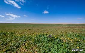 محمية الإمام تركي بن عبدالله الملكية تحتضن تنوعًا بيئيًا غنيًا وتواصل جهودها لزيادة كثافة الغطاء النباتي محمية الإمام تركي بن عبدالله الملكية تحتضن تنوعًا بيئيًا غنيًا وتواصل جهودها لزيادة كثافة الغطاء النباتي