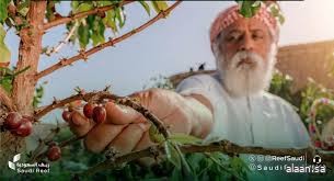 "ريف السعودية" يُطلق مشروعًا نوعيًا لتطوير زراعة أنسجة أشجار البُن لرفع كفاءتها بنسبة 30%