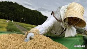 اليابان تعتزم زيادة وارداتها من الأرز الأمريكي بنسبة 75%