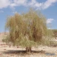 شجرة "البان العربي".. تغنّى بها الشعراء منذ القِدم وما زالت تزهر في أحضان العُلا شجرة "البان العربي".. تغنّى بها الشعراء منذ القِدم وما زالت تزهر في أحضان العُلا