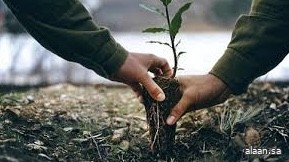 بجهود وطنية وعزيمة لا تلين.. 500 ألف هكتار من أراضي المملكة تستعيد نبضها الأخضر