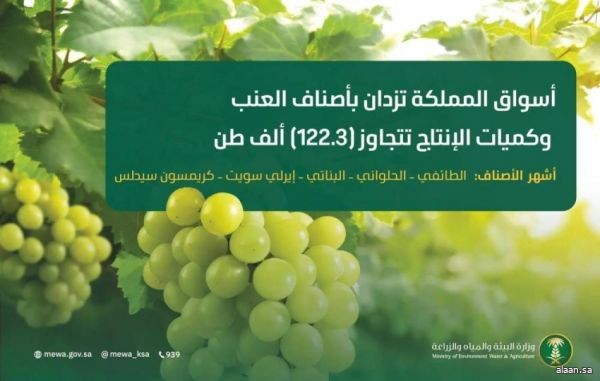 أسواق المملكة تزدان بأجود أصناف العنب وكميات الإنتاج تتجاوز (122.3) ألف طن أسواق المملكة تزدان بأجود أصناف العنب وكميات الإنتاج تتجاوز (122.3) ألف طن
