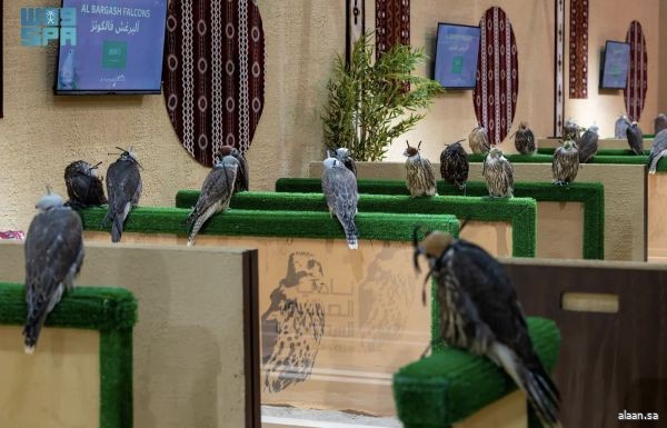 "مزرعة سعودية" تشارك بـ111 صقرًا في المزاد الدولي لمزارع إنتاج الصقور 2025