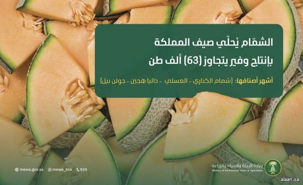بإنتاج وفير يتجاوز (63) ألف طن سنويًا .. "الشمّام" يُحلّي صيف المملكة