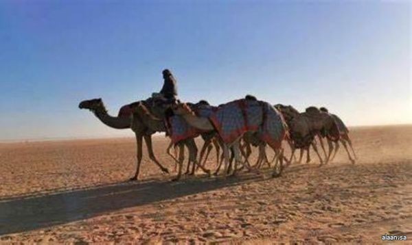 ميدان نجران للهجن يعلن نتائج سباقه لسنّ "المفاريد"