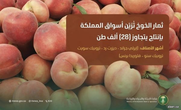 ثمار الخوخ تُزيّن أسواق المملكة وإنتاجها المحلي يتجاوز (28) ألف طن
