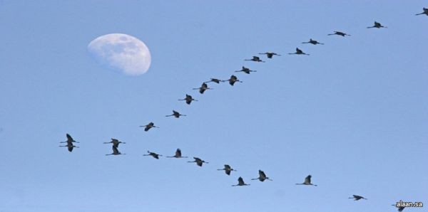 اعتراف دوليّ وريادة عالمية تتويجًا لجهود المملكة في حماية الطيور المهاجرة اعتراف دوليّ وريادة عالمية تتويجًا لجهود المملكة في حماية الطيور المهاجرة