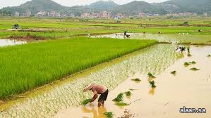 الصين تسجل ارتفاعا في إنتاج الأرز المبكر عام 2025