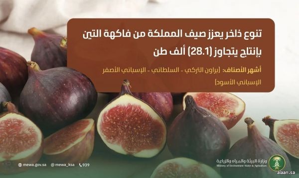 التين المحلّي.. قيمة غذائية عالية وتنوعٌ فريد يُغطي مناطق المملكة