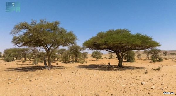 ضمن مبادرات التحول الوطني .. الغطاء النباتي ينفذ مبادرة مبادرة "القدرة على الاستعداد للجفاف والتخفيف من حدته"