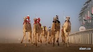 الهجن السعودية على المراكز الأولى في افتتاحية مهرجان ولي العهد بالطائف الهجن السعودية على المراكز الأولى في افتتاحية مهرجان ولي العهد بالطائف