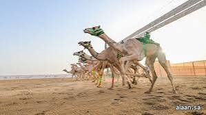 ميدان الطائف التاريخي يشهد انطلاق أول أشواط كؤوس مهرجان ولي العهد للهجن ميدان الطائف التاريخي يشهد انطلاق أول أشواط كؤوس مهرجان ولي العهد للهجن
