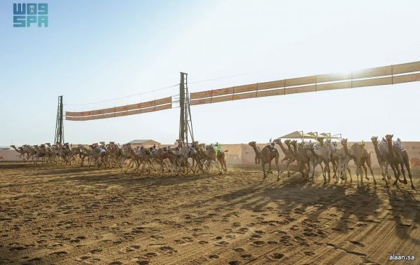 غدًا الجمعة .. انطلاق منافسات فئة "اللقايا" في مهرجان ولي العهد للهجن