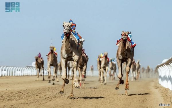 مهرجان ولي العهد  .. الهجن السعودية تخطف 30 شوطًا في "اللقايا"