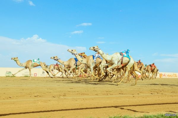 سموُّ محافظ الطائف يُتوّج الملاّك الفائزين بكؤوس فئة "اللقايا" ضمن مهرجان ولي العهد للهجن سموُّ محافظ الطائف يُتوّج الملاّك الفائزين بكؤوس فئة "اللقايا" ضمن مهرجان ولي العهد للهجن