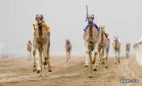 الهجن السعودية تخطف 15 شوطًا في "الجذاع" بمهرجان ولي العهد بالطائف