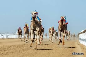 مهرجان ولي العهد للهجن.. حضور إقليمي وصدارة سعودية