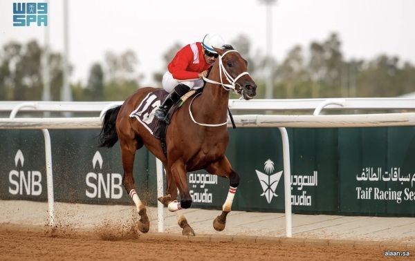 "فاله زين" بطل كأس نادي سباقات الخيل للسرعة في الطائف