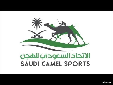 بجوائز تتجاوز 40 مليون ريال .. 16 ميدانًا للهجن يحتضن سباق الميادين