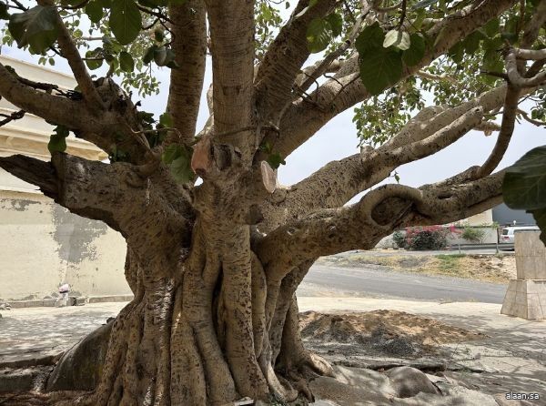 "الغطاء النباتي" يحصر أكثر من 550 موقعًا للأشجار المعمّرة