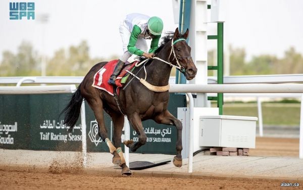 بطولات كبرى شهدها ختام موسم سباقات الخيل بالطائف 2025