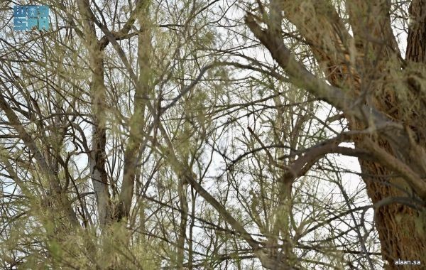 شجر "الأثل" في المملكة .. مصدَّات للرياح وسلاحٌ للتصحر