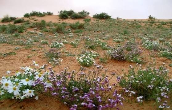 بدء موسم الوسم في المملكة .. التغيُّرات الجوية بين فصلي الخريف والشتاء بدء موسم الوسم في المملكة .. التغيُّرات الجوية بين فصلي الخريف والشتاء
