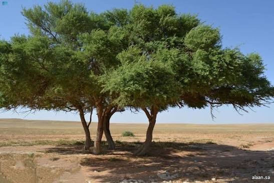 برامج حماية الغطاء النباتي تُسهم في انتشار أشجار "الطلح" بأودية محافظة تيماء والقليبة برامج حماية الغطاء النباتي تُسهم في انتشار أشجار "الطلح" بأودية محافظة تيماء والقليبة