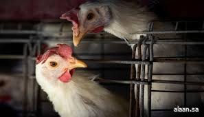 إنفلونزا الطيور المخيف يتفشى في ألمانيا بشكلٍ كبير إنفلونزا الطيور المخيف يتفشى في ألمانيا بشكلٍ كبير