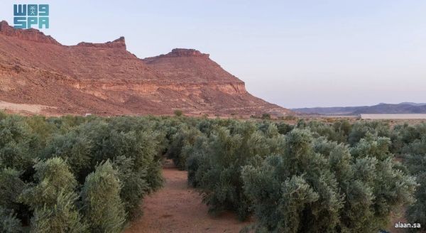 معاصر الزيتون بتبوك تبدأ باستقبال حصاد ما يزيد على مليون ونصف مليون شجرة زيتون بالمنطقة معاصر الزيتون بتبوك تبدأ باستقبال حصاد ما يزيد على مليون ونصف مليون شجرة زيتون بالمنطقة