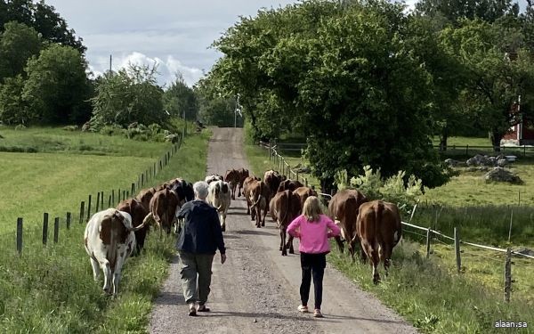 حركة البشر تفوق حركة الحيوانات البرية مجتمعة بـ 40 مرّة