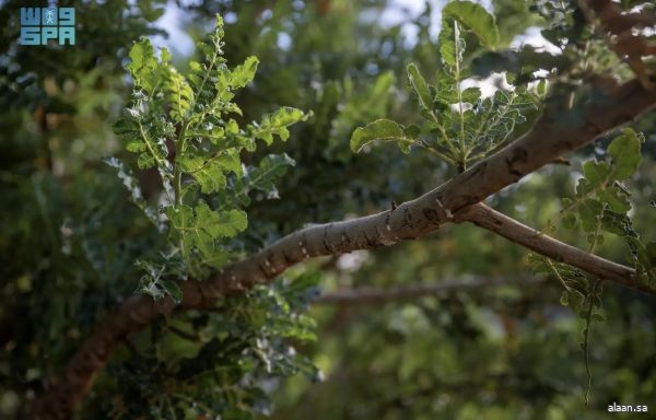 زراعة أشجار "اللبان" في نجران تجربة فريدة تُبرِز قدرة الإنسان على إعادة توطينه وتعزيزه زراعة أشجار "اللبان" في نجران تجربة فريدة تُبرِز قدرة الإنسان على إعادة توطينه وتعزيزه