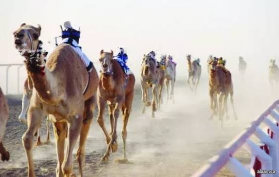 انطلاق كأس الأولمبية السعودية للهجن غدًا في رماح وبجوائز مالية تتجاوز (10) ملايين ريال انطلاق كأس الأولمبية السعودية للهجن غدًا في رماح وبجوائز مالية تتجاوز (10) ملايين ريال