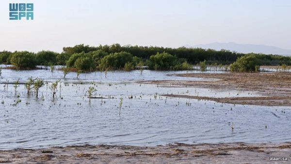 غابات المانجروف في رابغ .. رئة طبيعية تعيد التوازن البيئي وتثري التنوع الحيوي غابات المانجروف في رابغ .. رئة طبيعية تعيد التوازن البيئي وتثري التنوع الحيوي