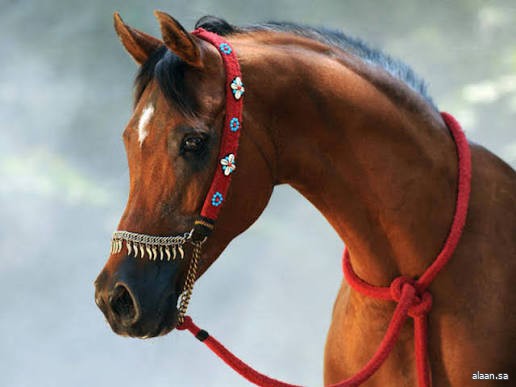 انطلاق بطولة حائل الدولية لجمال الخيل العربية الأصيلة في نسختها الرابعة الخميس المقبل انطلاق بطولة حائل الدولية لجمال الخيل العربية الأصيلة في نسختها الرابعة الخميس المقبل