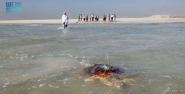 مركز الحياة الفطرية يُطلق سلحفاتين بحريتين في محمية الجبيل بعد رحلة تأهيل ناجحة