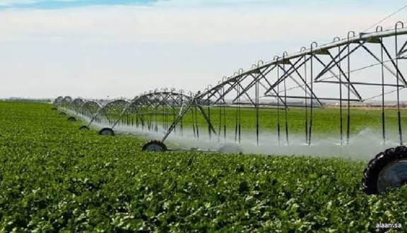 نجران تتزين بأكثر من 500 ألف وردة وشجرة خلال عام 2025