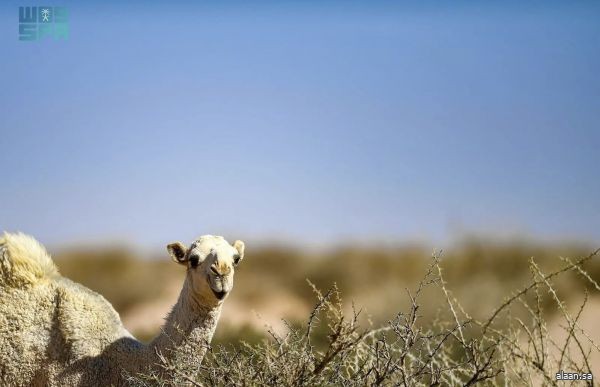 "الشديد".. رحلة تقود الإبل إلى مواطن الربيع