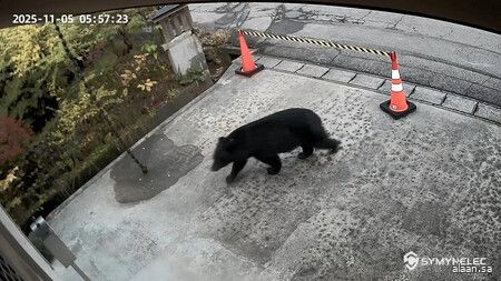 تفاقُم أزمة الدببة في شمال شرق اليابان